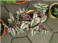 tradescantia